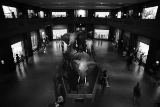 Museum of Naturel History 10