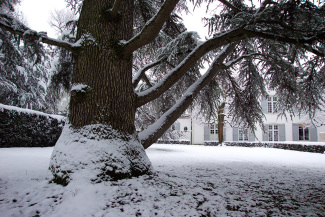 Musée Hébert en hiver, arbre du parc enneigé 2