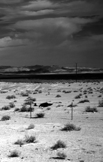 Mojave desert 6