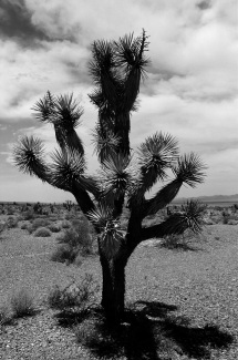 Mojave desert 11