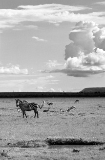 La savane paisible