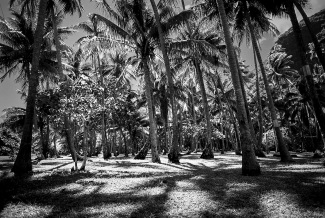 Palmeraie 1