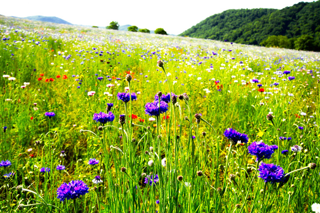 Jachère de fleurs