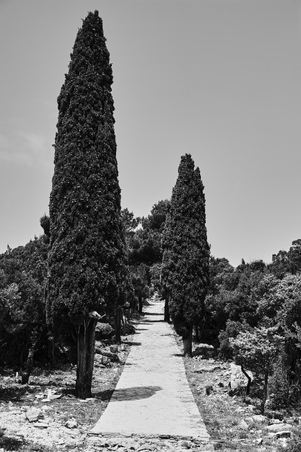 Chemin bordé d'ifs