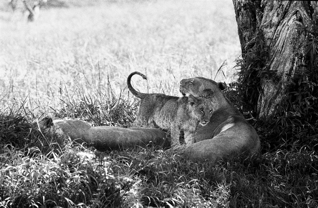 Lionne à l'ombre 2