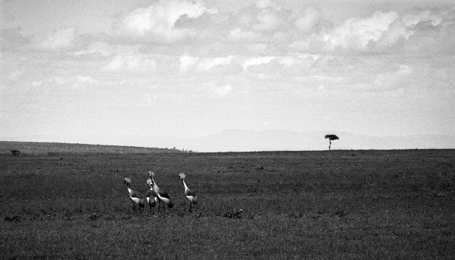 Quatre oiseaux à panache blanc