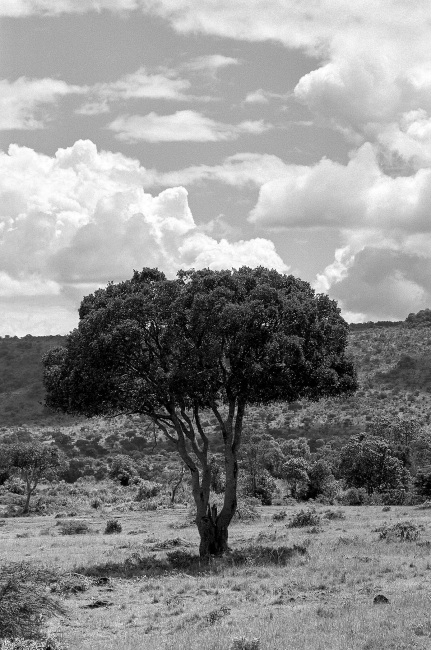 Arbre en boule