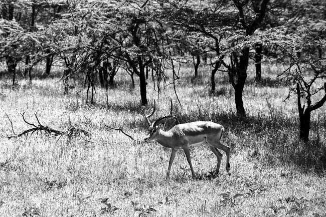 Impala 5