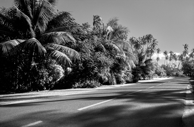 La route de la palmeraie