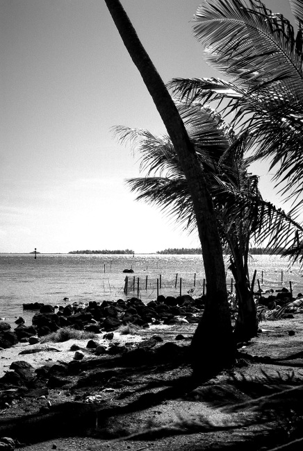 Cocotiers des bords de mer