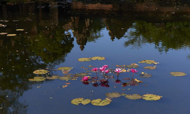 Fleurs de lotus 1