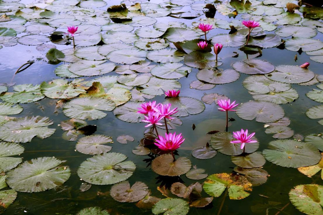 Fleurs de lotus 2