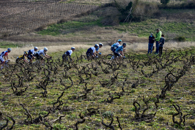 Coureurs au milieu du vignoble 5