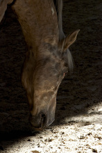 Gros plan cheval