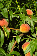 Gros plan pêches sur l'arbre