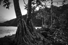 Forêt de Mare Longue 1