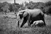 Éléphanteau et sa maman 1