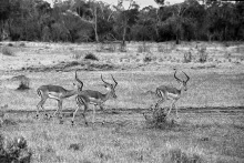 Impalas 1