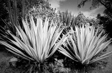 Plantes grasses 1