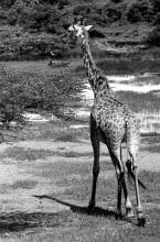 Girafe 4