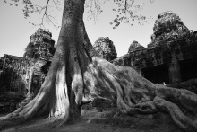 L'arbre et le temple