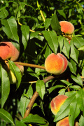 Gros plan pêches sur l'arbre