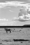 La savane paisible