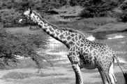 Girafe 1