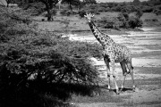 Girafe 5