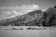 Divins paysages de Moorea 1