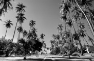 Le chemin de la palmeraie