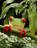 Portrait d'une grenouille