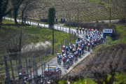 Coureurs au milieu du vignoble 6