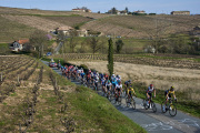 Coureurs au milieu du vignoble 4