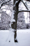 Musée Hébert en hiver, arbre du parc enneigé 1