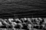 À la poursuite des dauphins