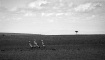 Quatre oiseaux à panache blanc