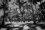 Palmeraie 1