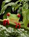 Portrait d'une grenouille
